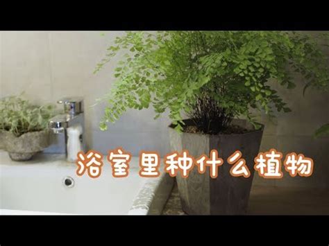 浴室可以放什麼植物|如何用植物装饰你的浴室 